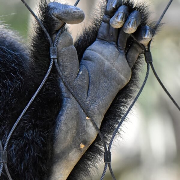 Patte de singe
