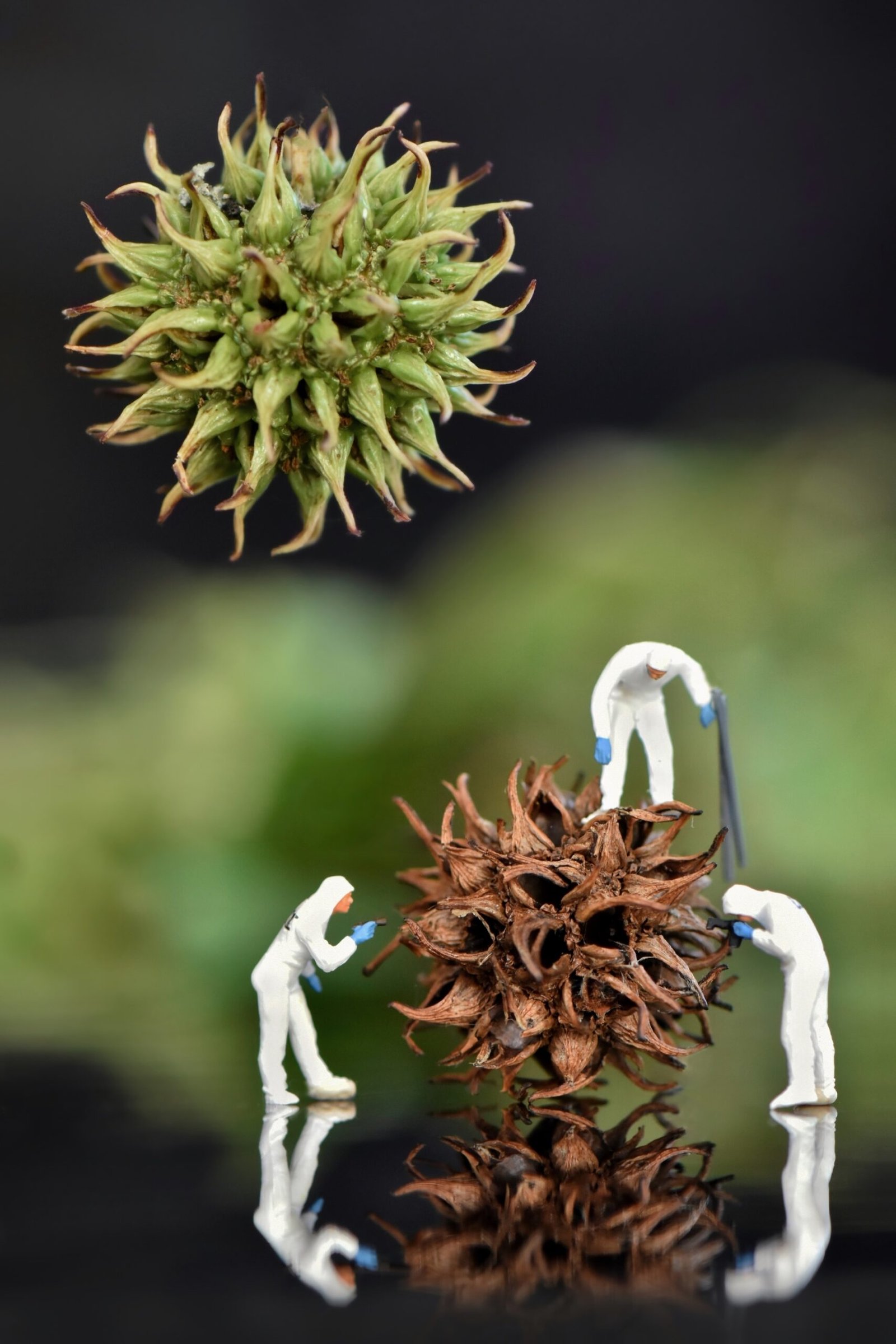 Miniature virus